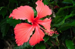 Karaibski bukiet kwiatów