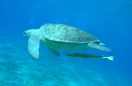 Noworoczny Marsa Alam