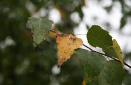 Podwodna złota polska jesień