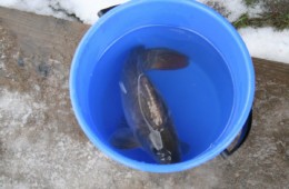 Pasowanie Henryka na Wolnego Karpia