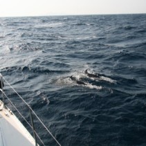 Delfiny