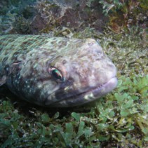 Caribbean Reef