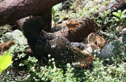 Karaiby – luty 2008