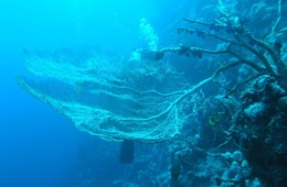 Sharm el-Sheikh – styczeń 2008