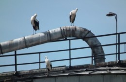 Długi weekend w Svobodnych Hermanicach