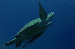Marsa El Alam 11.2012