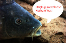 Pasowanie karpia Henryka IV na Wolnego Karpia